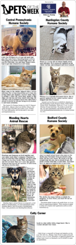 Pets of the Week - April 5, 2026